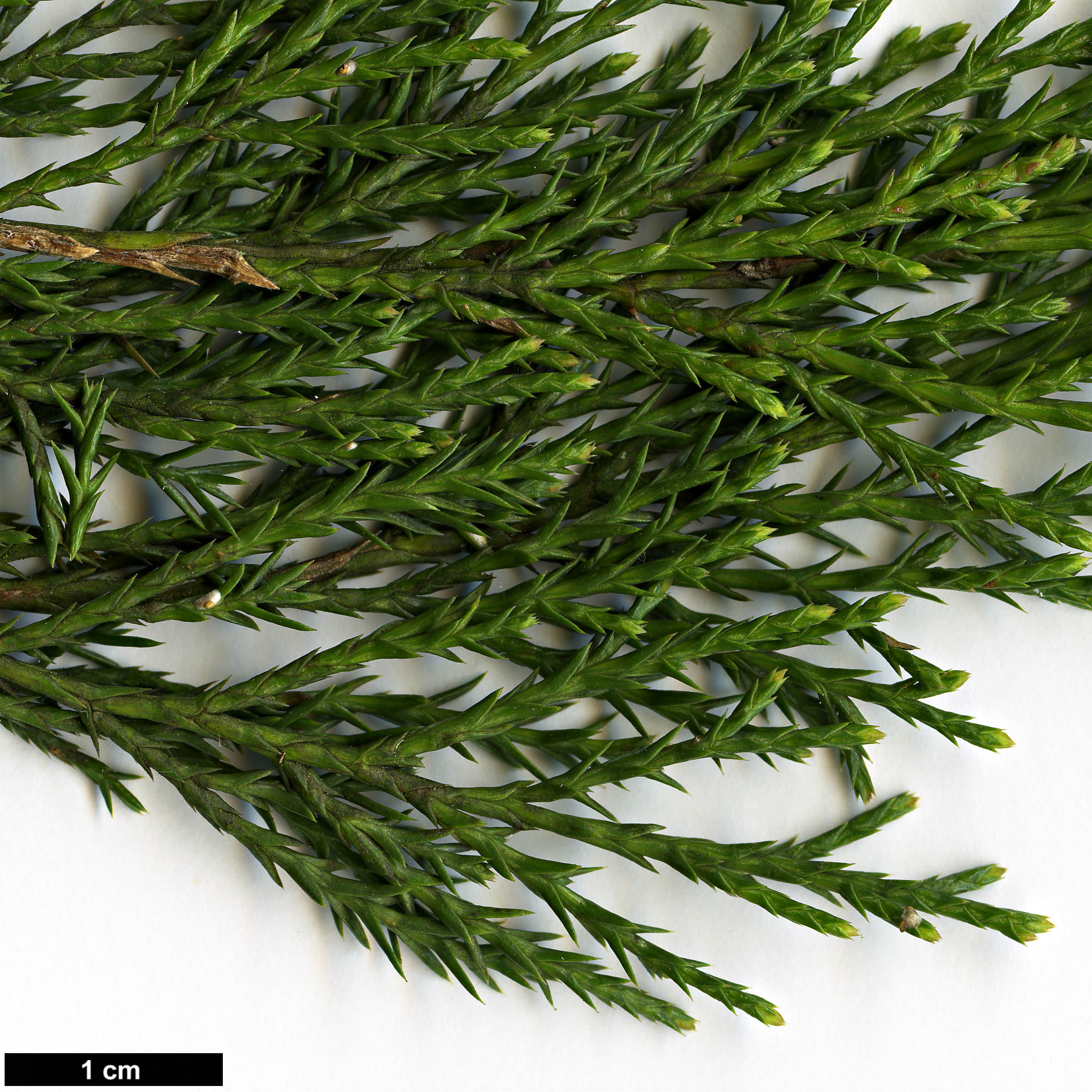 High resolution image: Family: Cupressaceae - Genus: Juniperus - Taxon: scopulorum - SpeciesSub: 'Holmes Silver'